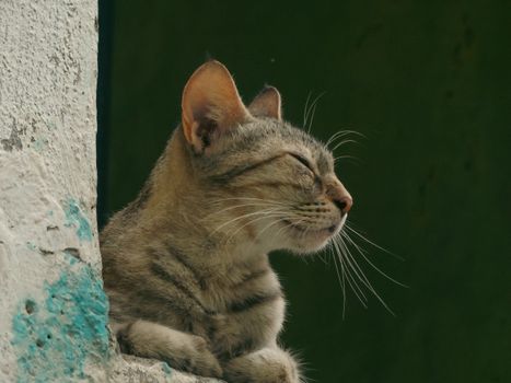 A peaceful tabby cat enjoying a tranquil moment by a rustic window.