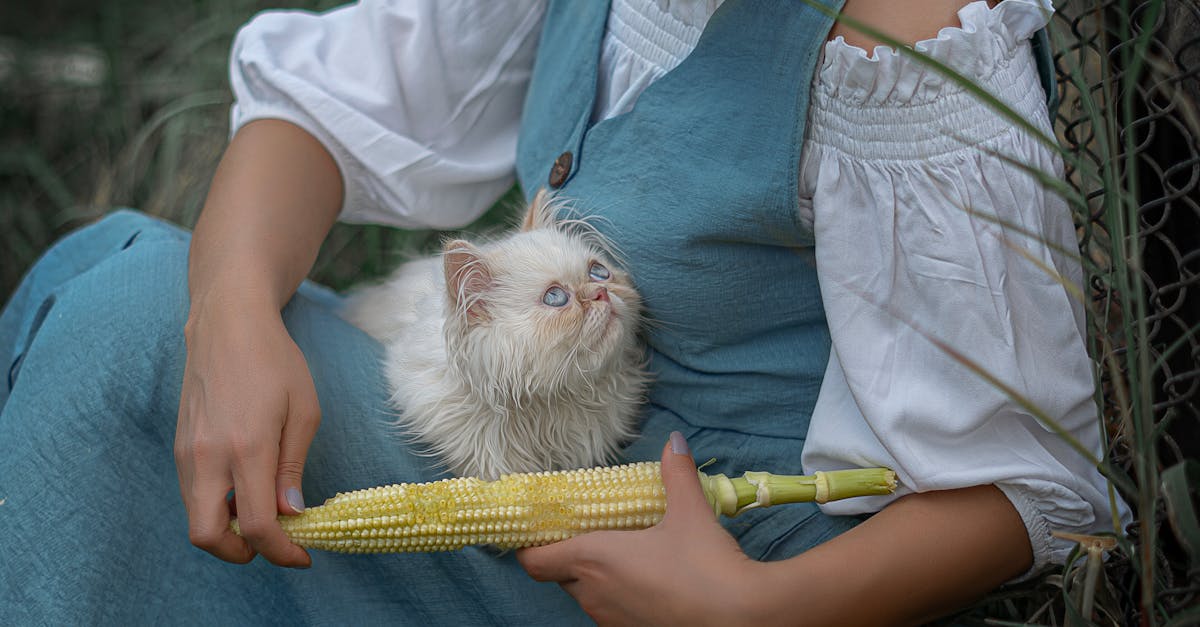 輕小說改編 H5 遊戲 異世界悠閒農家 夢想生活 開放事前預約