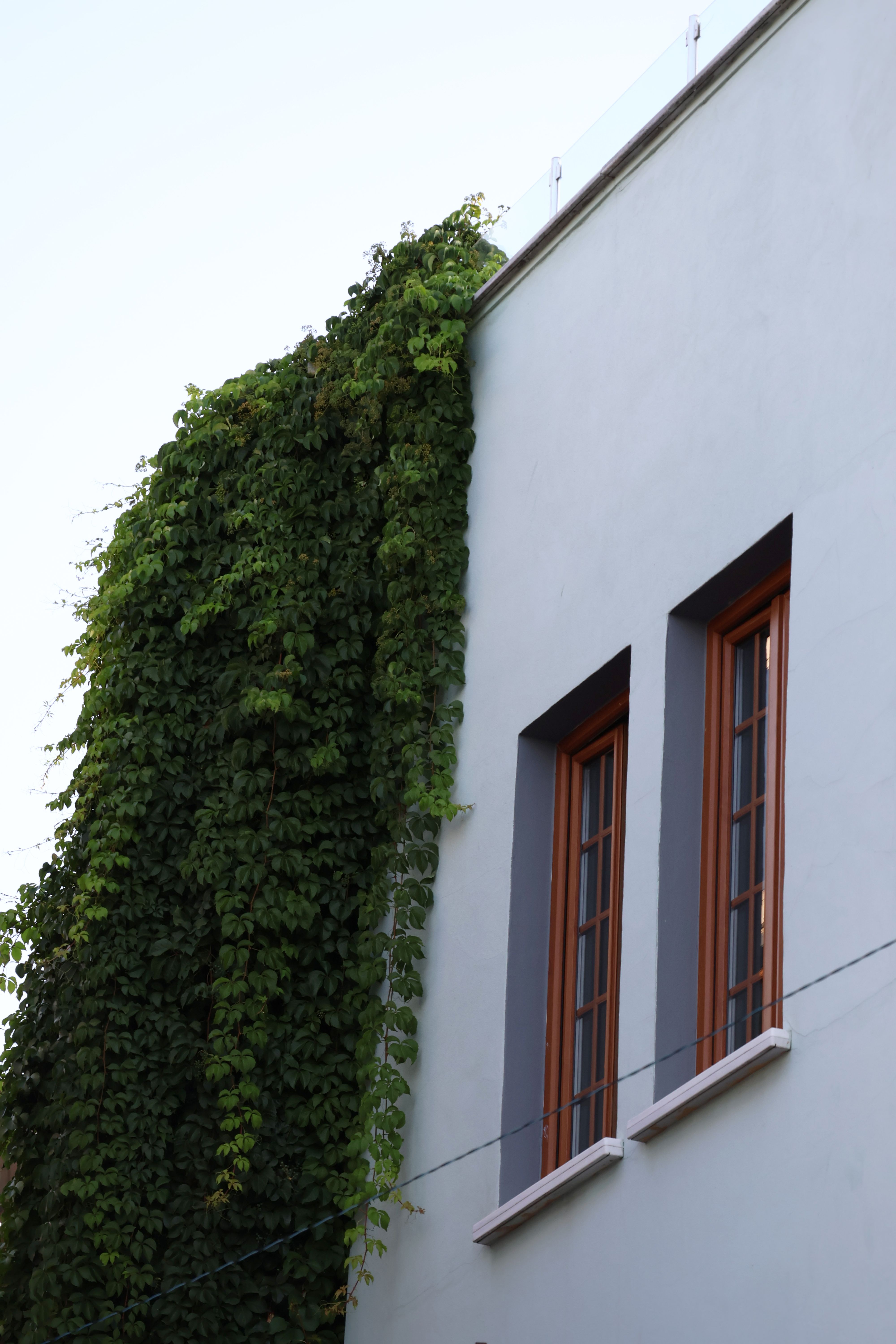 Outdoor view of an ivy-covered wall with two windows in Istanbul.