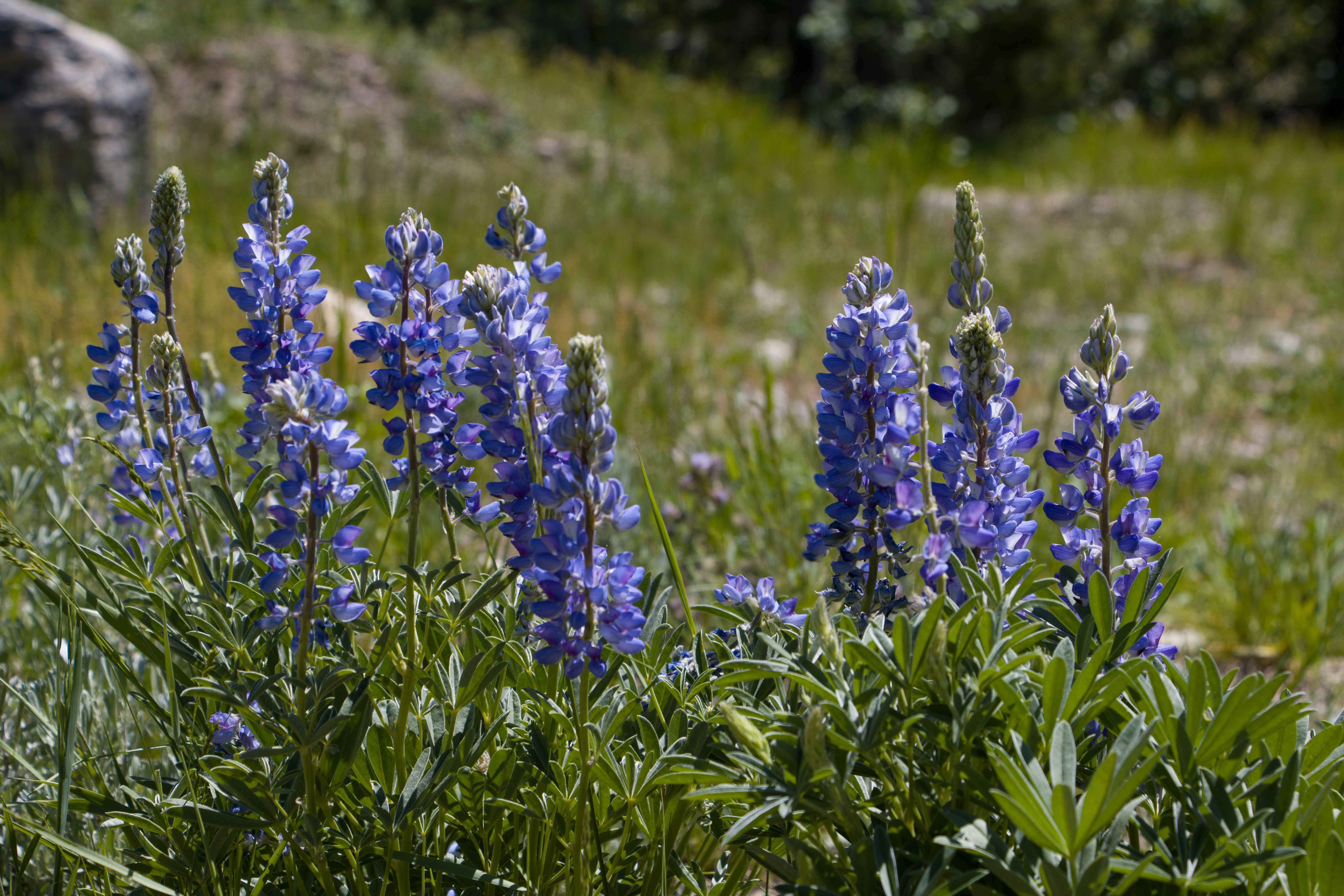 Vibrant Wild Lupine Flowers in Sunlit Meadow · Free Stock Photo