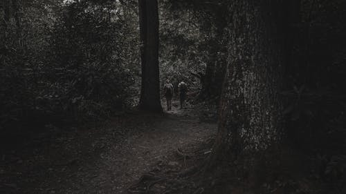 Free Photo of Two Person Standing Near Trees Stock Photo