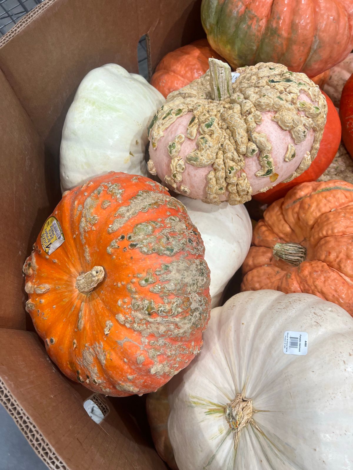 A vibrant mix of orange, white, and pink pumpkins in a box, perfect for fall decor. Stock Photo.