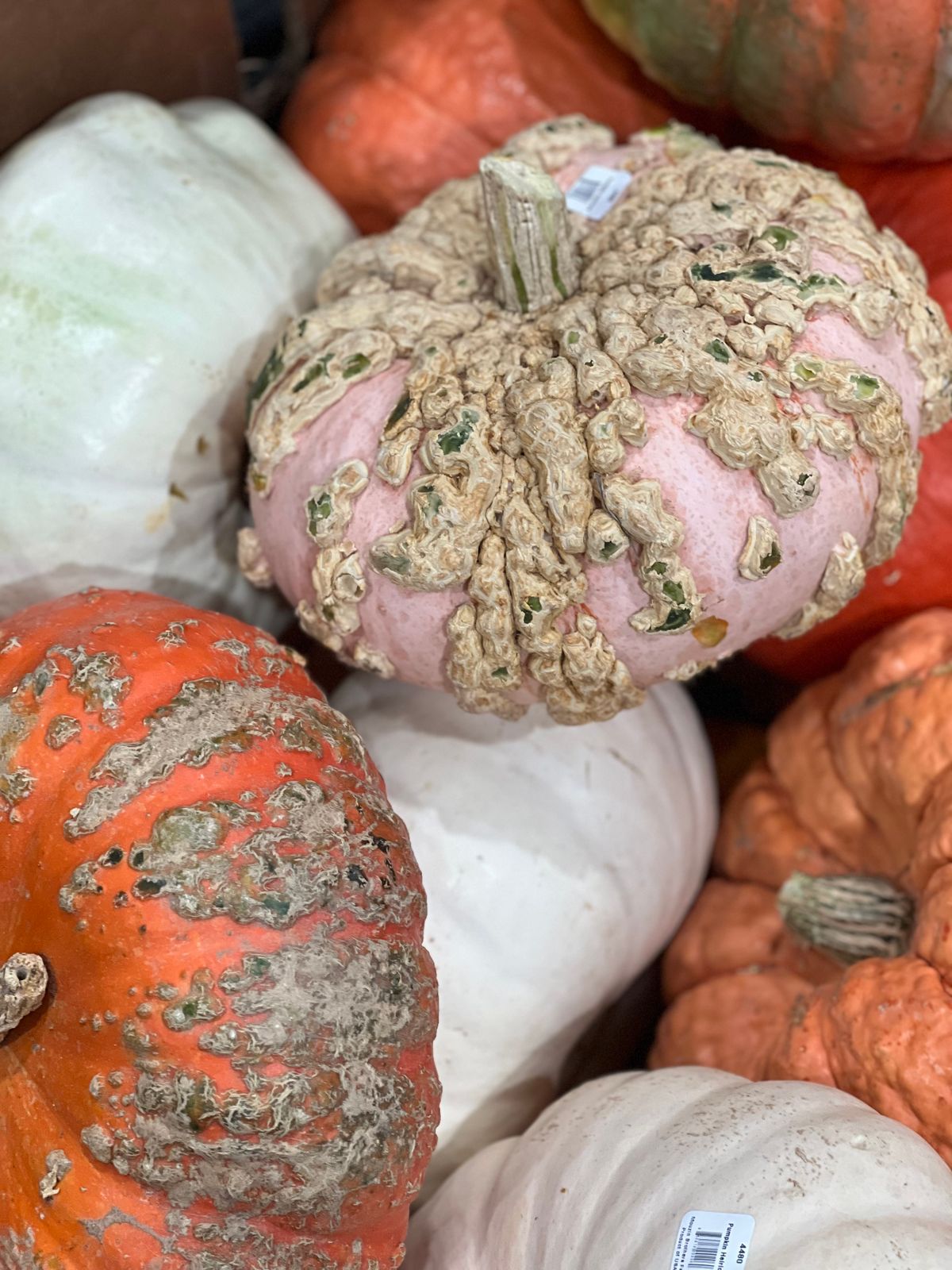 A vibrant collection of pumpkins showcasing unique textures and colors. Perfect for autumn themes. Stock Photo.