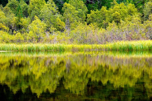 Free stock photo of grass, green, mirroring