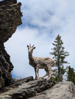 A mountain goat stands on a rocky cliff with a pine tree and blue sky backdrop.