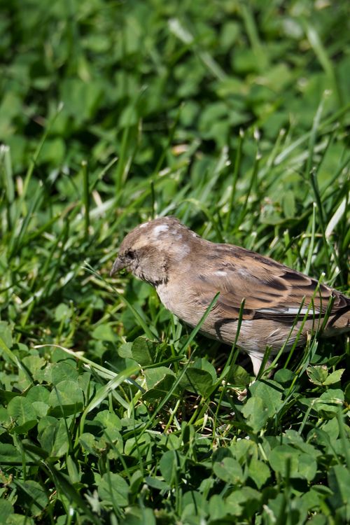 Free Close-up of a house sparrow on grassy field in Boston, MA. Stock Photo