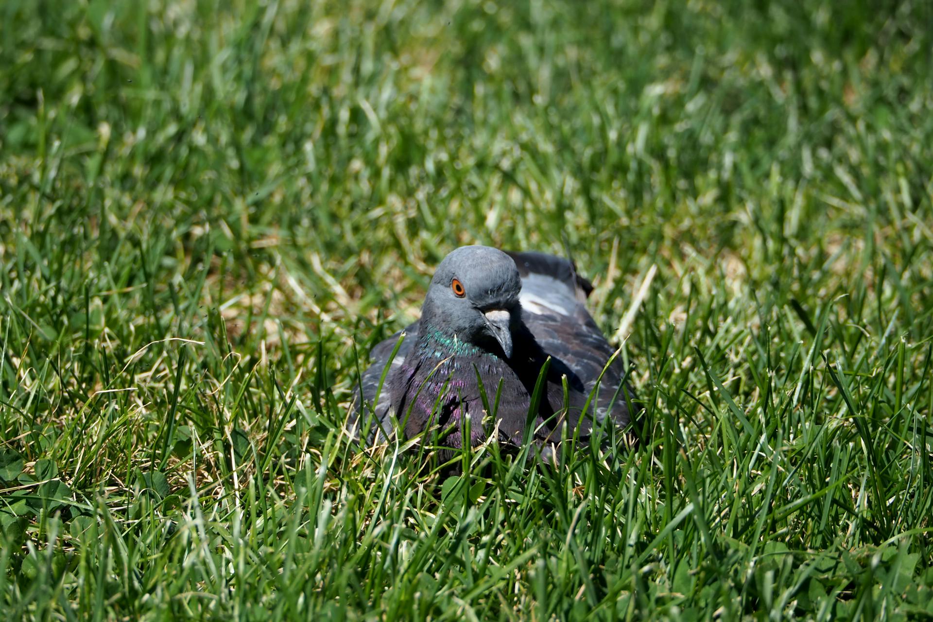 Rock Pigeon Resting on Grass in Boston Park