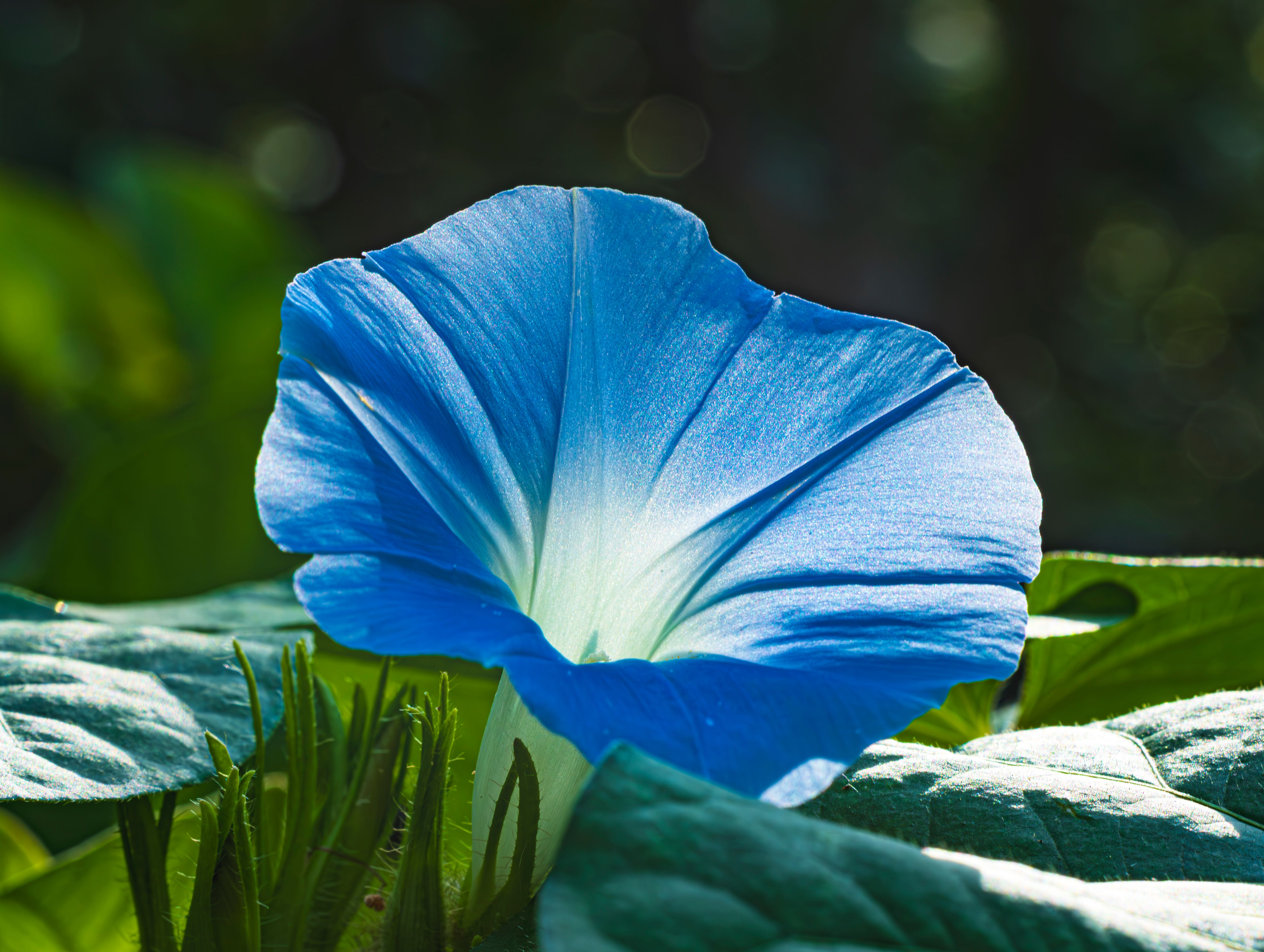 Close-up photograph of a vibrant blue morning glory flower basking in sunlight.