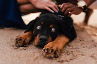 在巴西的沙滩上，可爱的罗威纳小狗享受着温柔抚摸，倍感珍惜