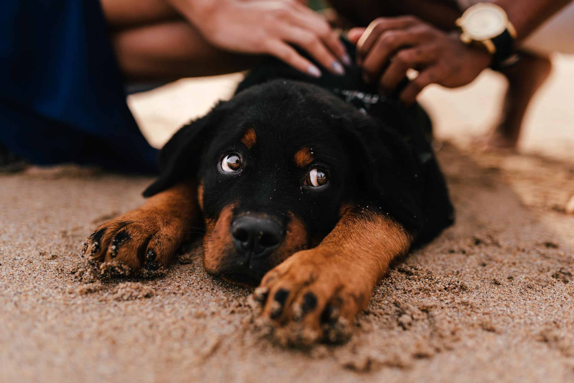 Short-coated Black Dog