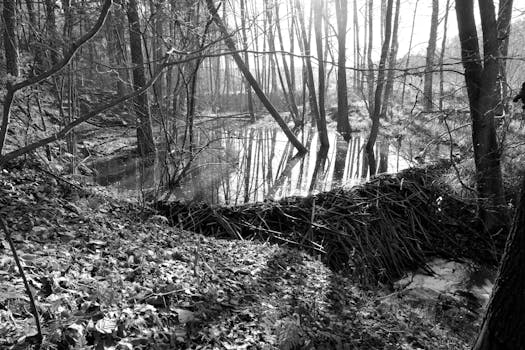Beaver Dams Summer Homes Area