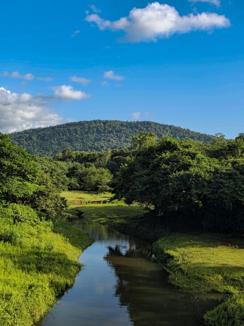 Free A peaceful river flowing through a dense forest under a vibrant blue sky, perfect for nature enthusiasts. Stock Photo
