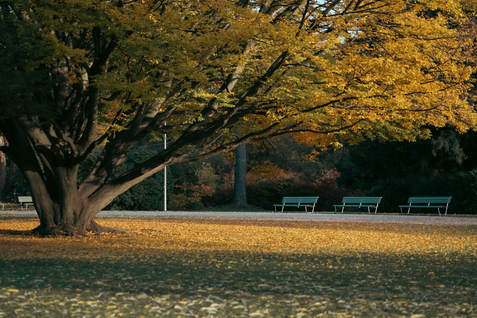 Peaceful park setting with a large tree and fallen leaves in autumn.