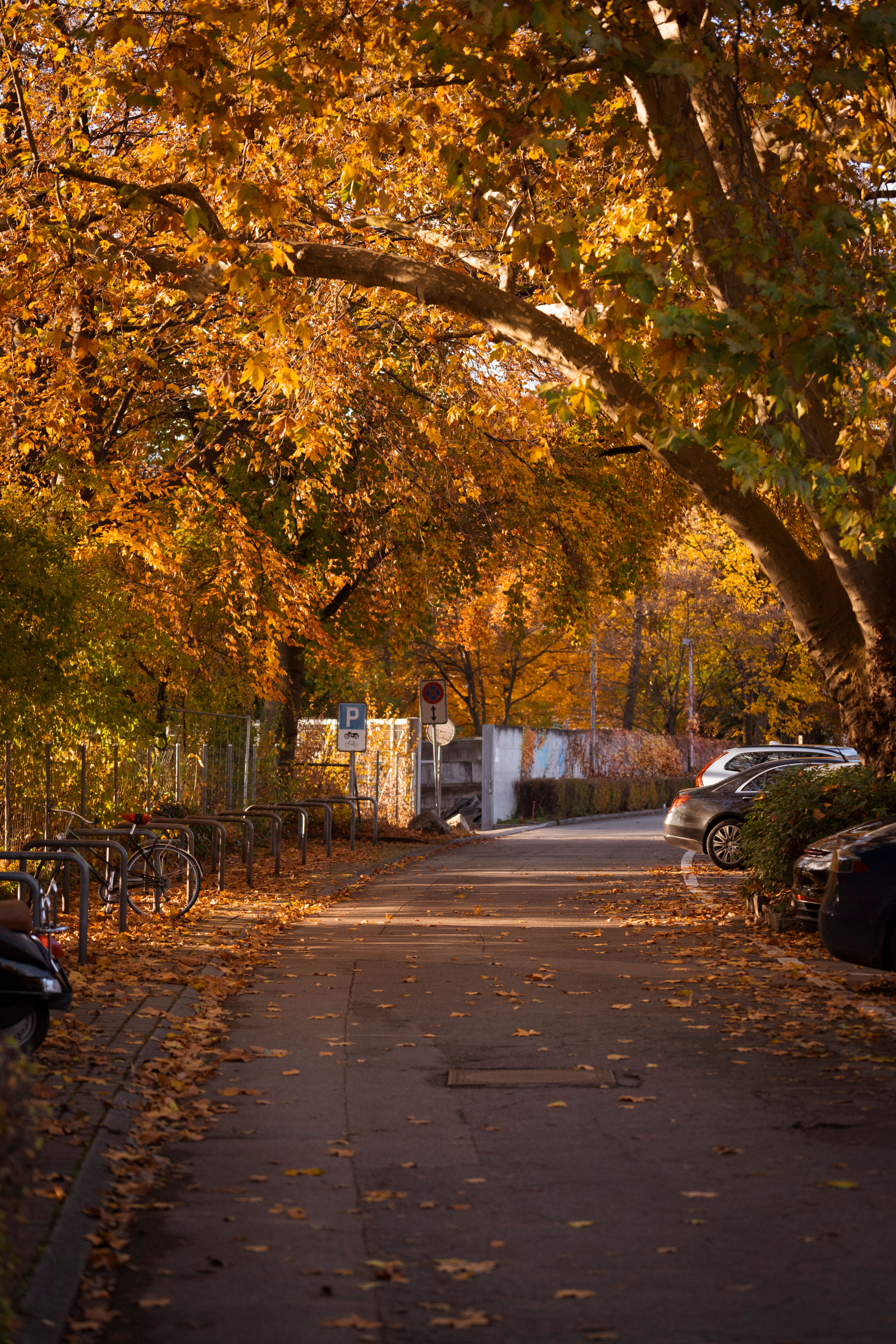 Autumn Street Scene with Golden Foliage · Free Stock Photo