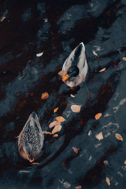 Two ducks gracefully swimming amidst floating autumn leaves on a serene lake.