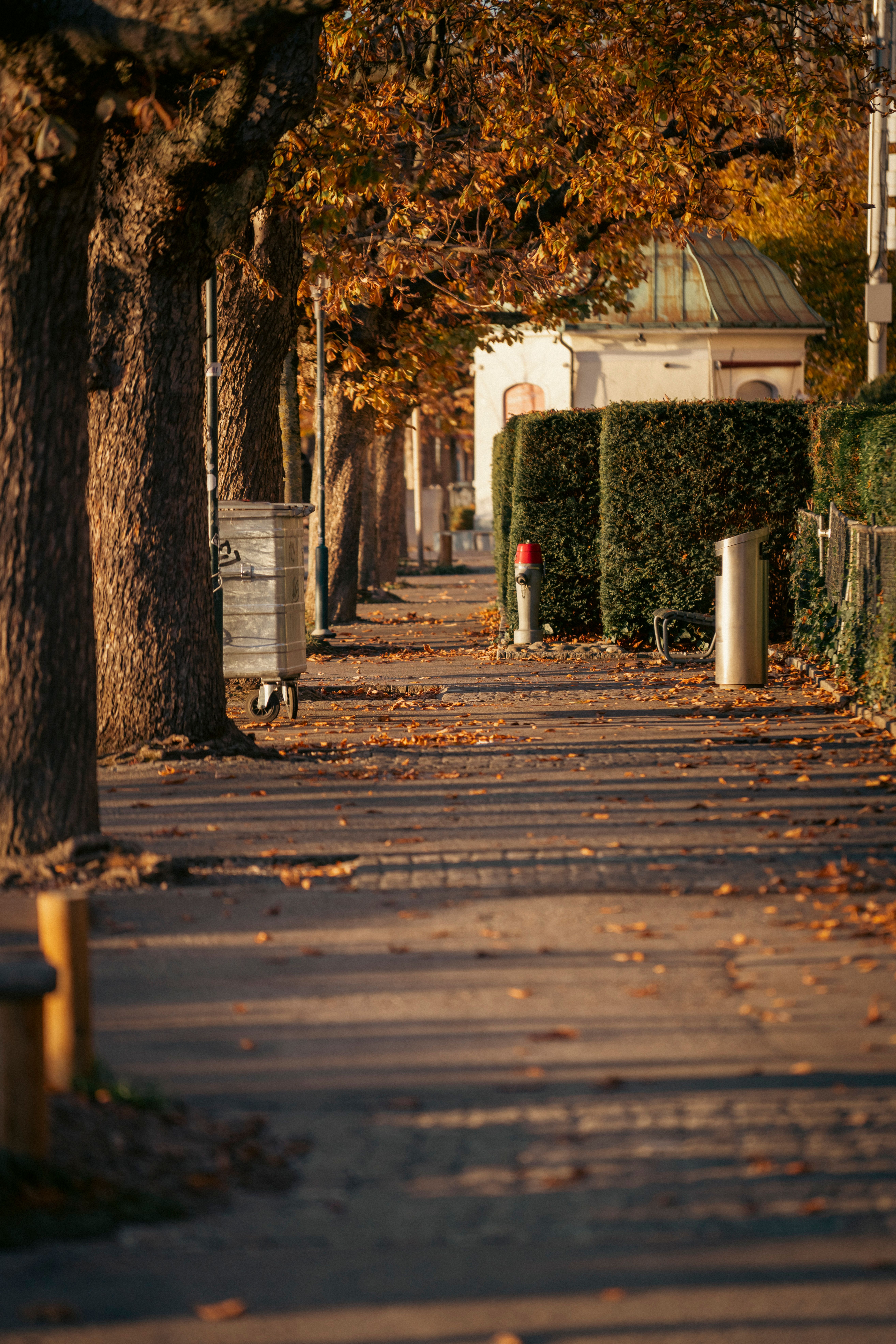 Quiet Autumn Street with Foliage Shadows · Free Stock Photo