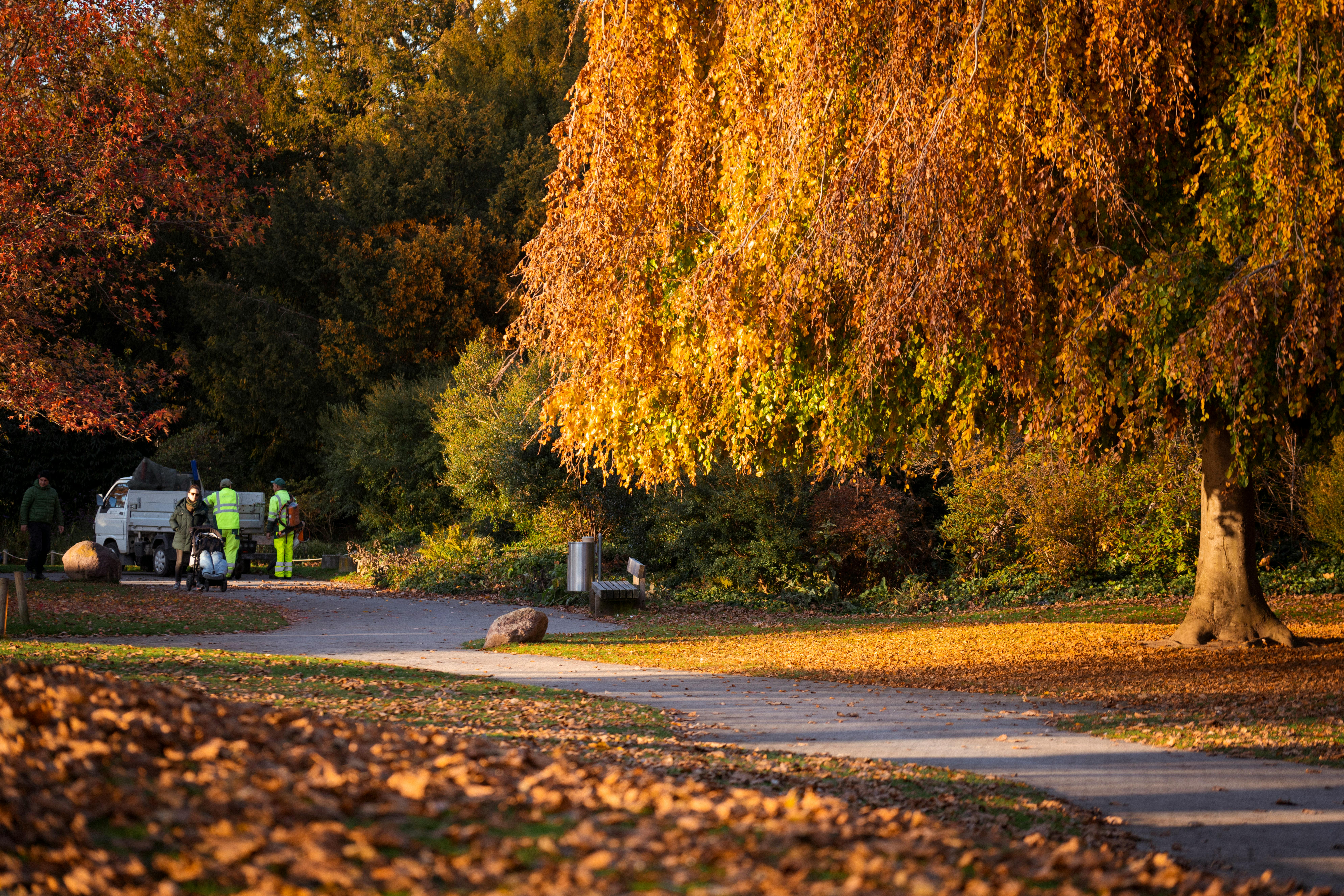https://www.pexels.com/photo/autumn-park-scene-with-workers-and-leafy-tree-28672800/