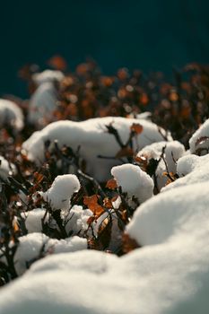 Close-up of snow-covered shrubs with dried orange leaves, capturing a serene winter atmosphere.
