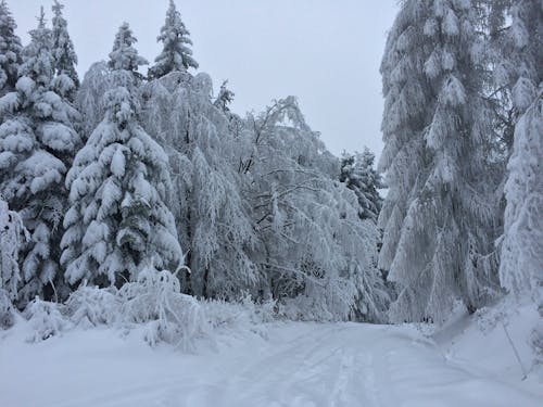 slovensko, 下雪的, 似雪 的 免費圖庫相片