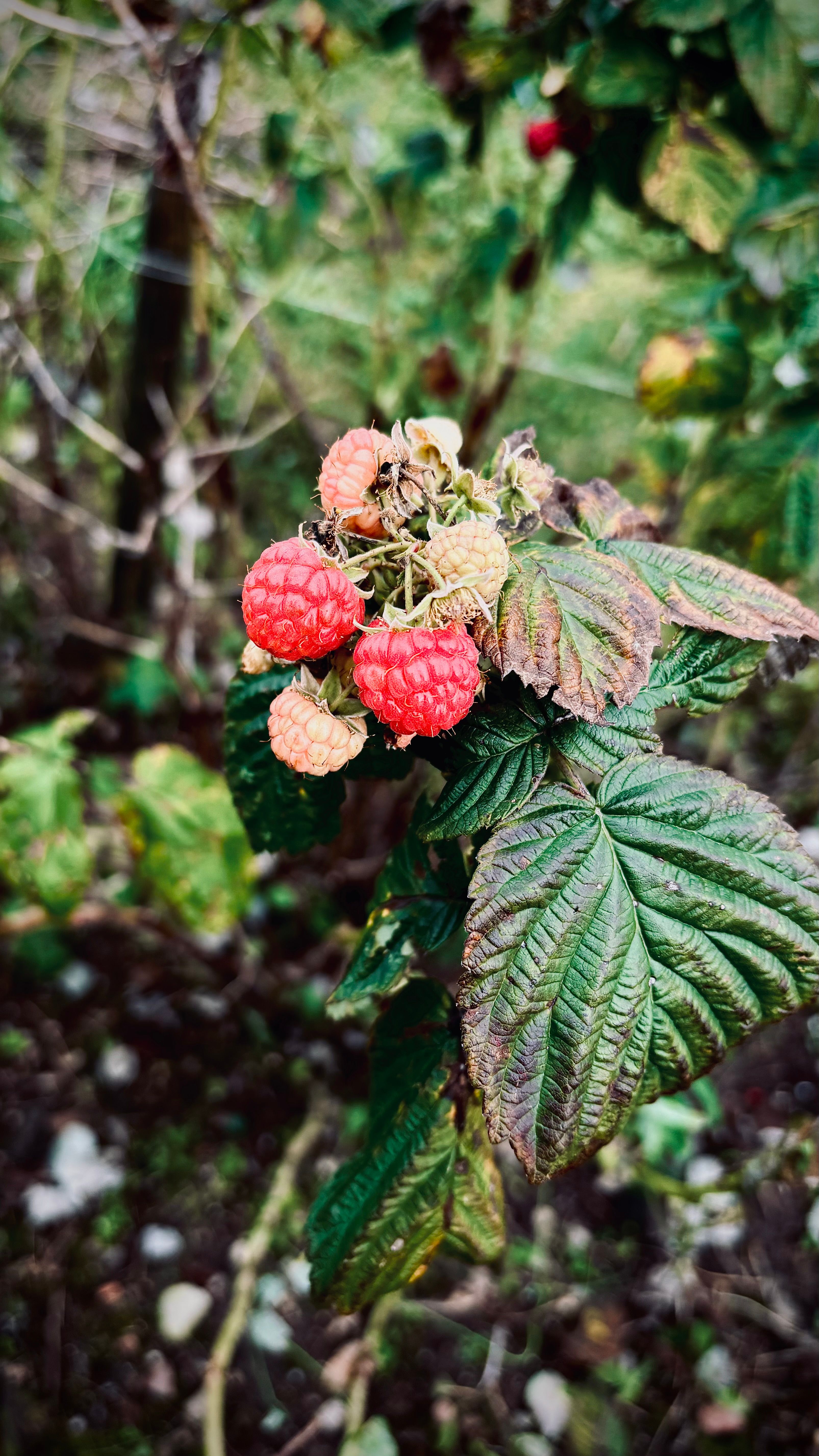 Fresh Raspberries on a Bush in Vileika · Free Stock Photo