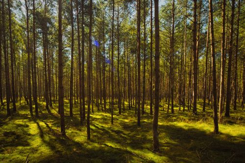Free Dichtes Wald Stock Photo