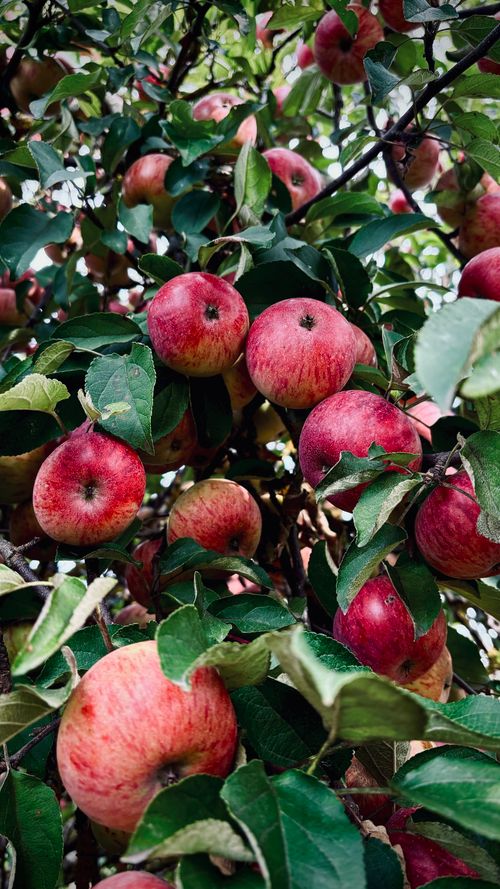 Free Ripe red apples hanging on a tree branch in a lush orchard in Vileyka, Minsk Region, Belarus. Stock Photo
