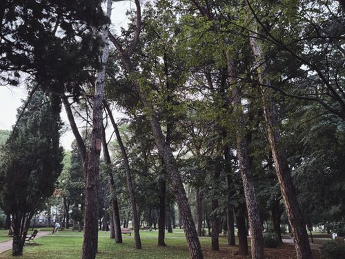 Free Serene park with lush greenery and tall trees, perfect for nature lovers. Stock Photo