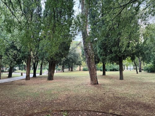 Free Serene park scene featuring tall green trees and open grassy space. Stock Photo
