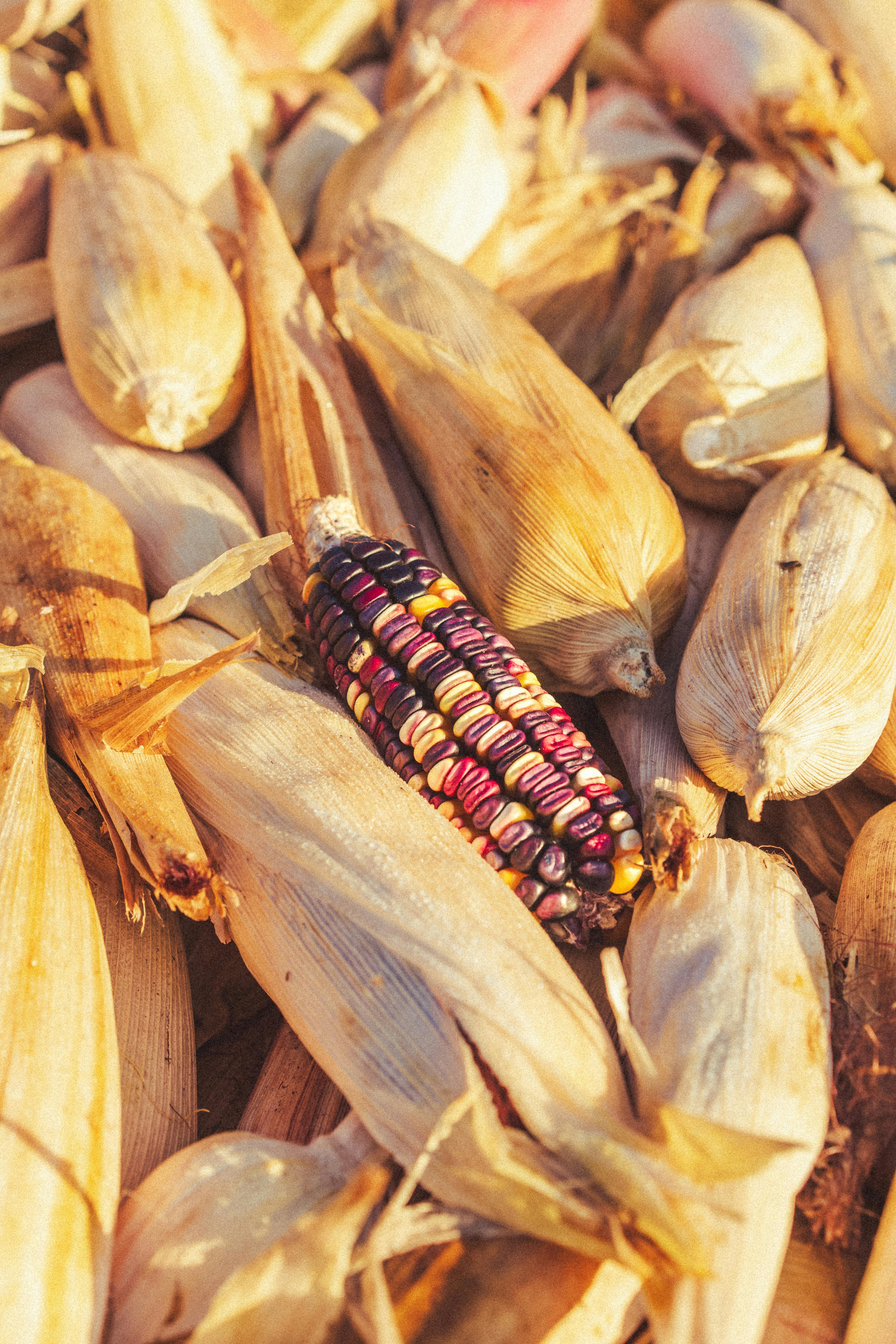 Vibrant corn cob among husks in San Mateo Yucutindoo, Oaxaca, Mexico.
