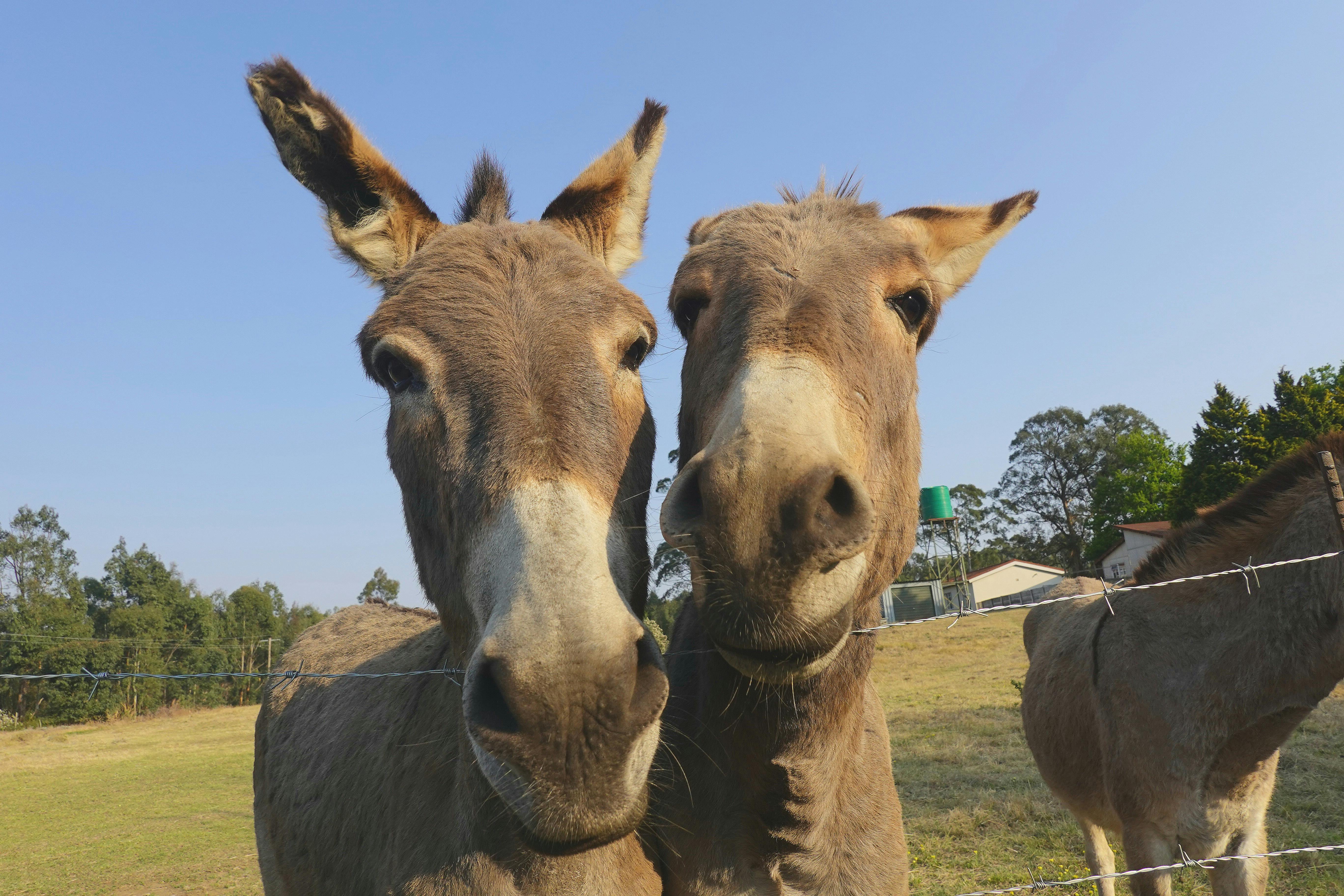 Sientista Brazil iha laboratóriu hodi kria kolajen donkey artificial ba proteje espésie ameasadu ho equipamentu modernu