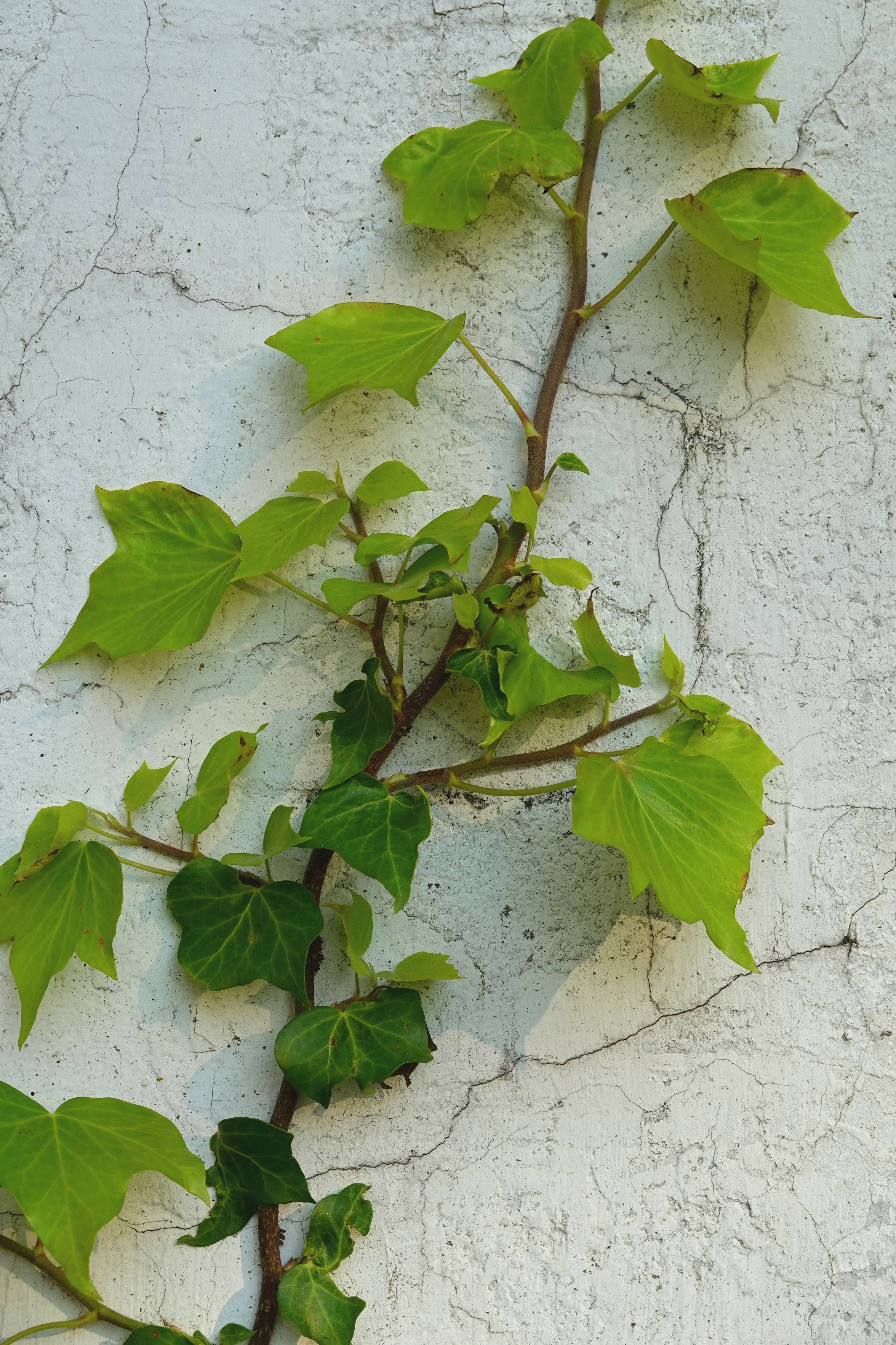 Close-up of vibrant green ivy climbing a textured wall, capturing natural growth and texture in summer.
