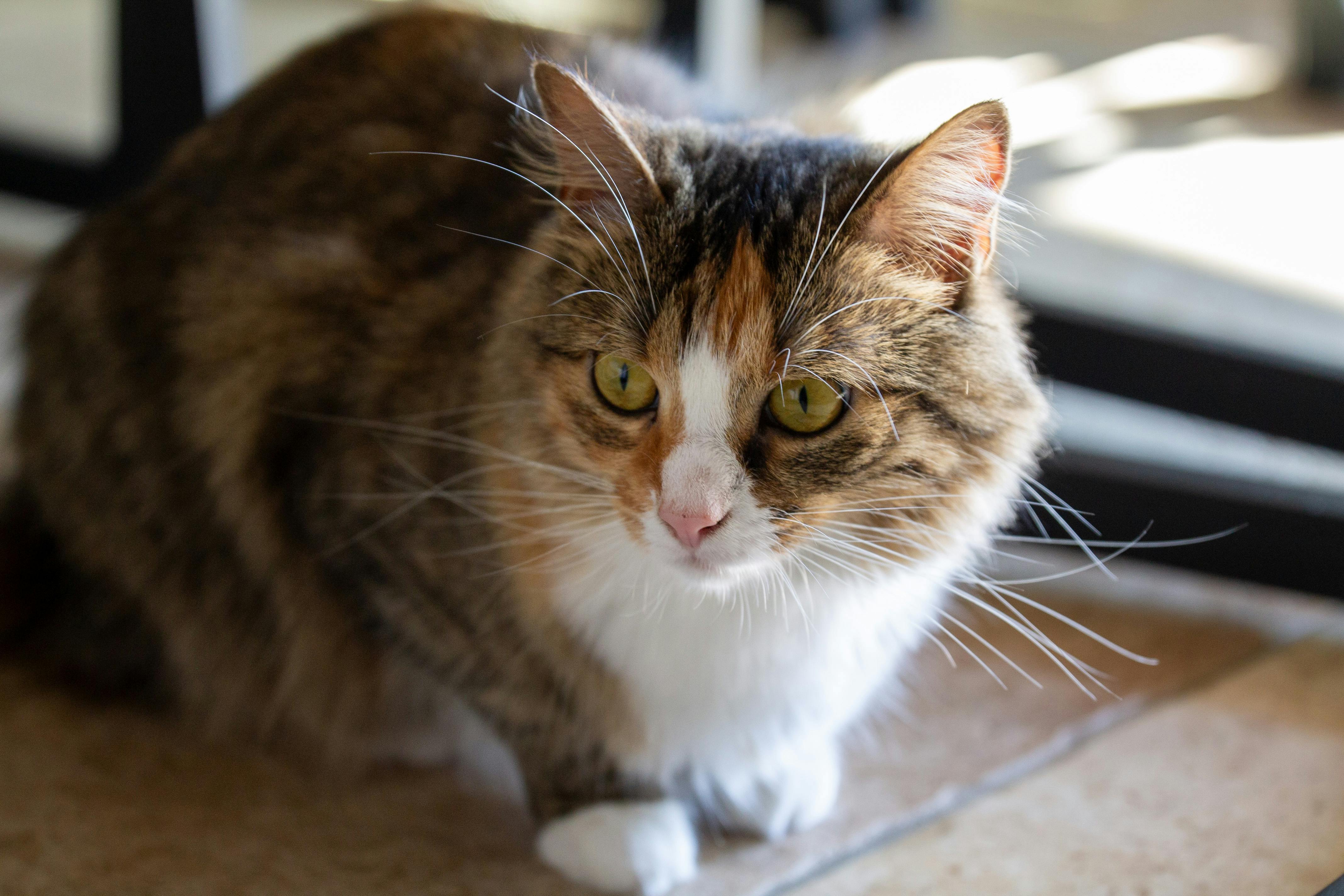 portrait of a calico cat indoors