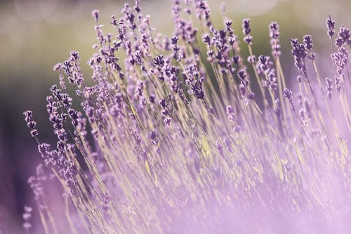 紫色薰衣草花的選擇性聚焦攝影