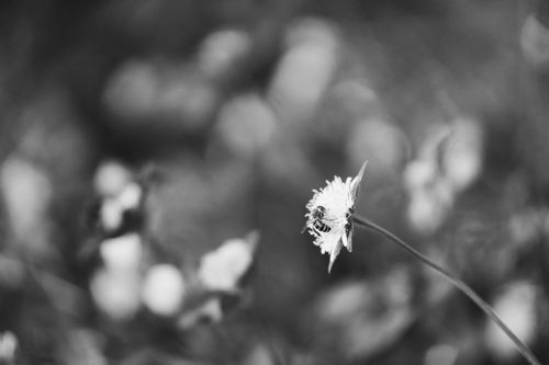 Free A bee collecting nectar from a flower in monochrome, showcasing natural beauty. Stock Photo