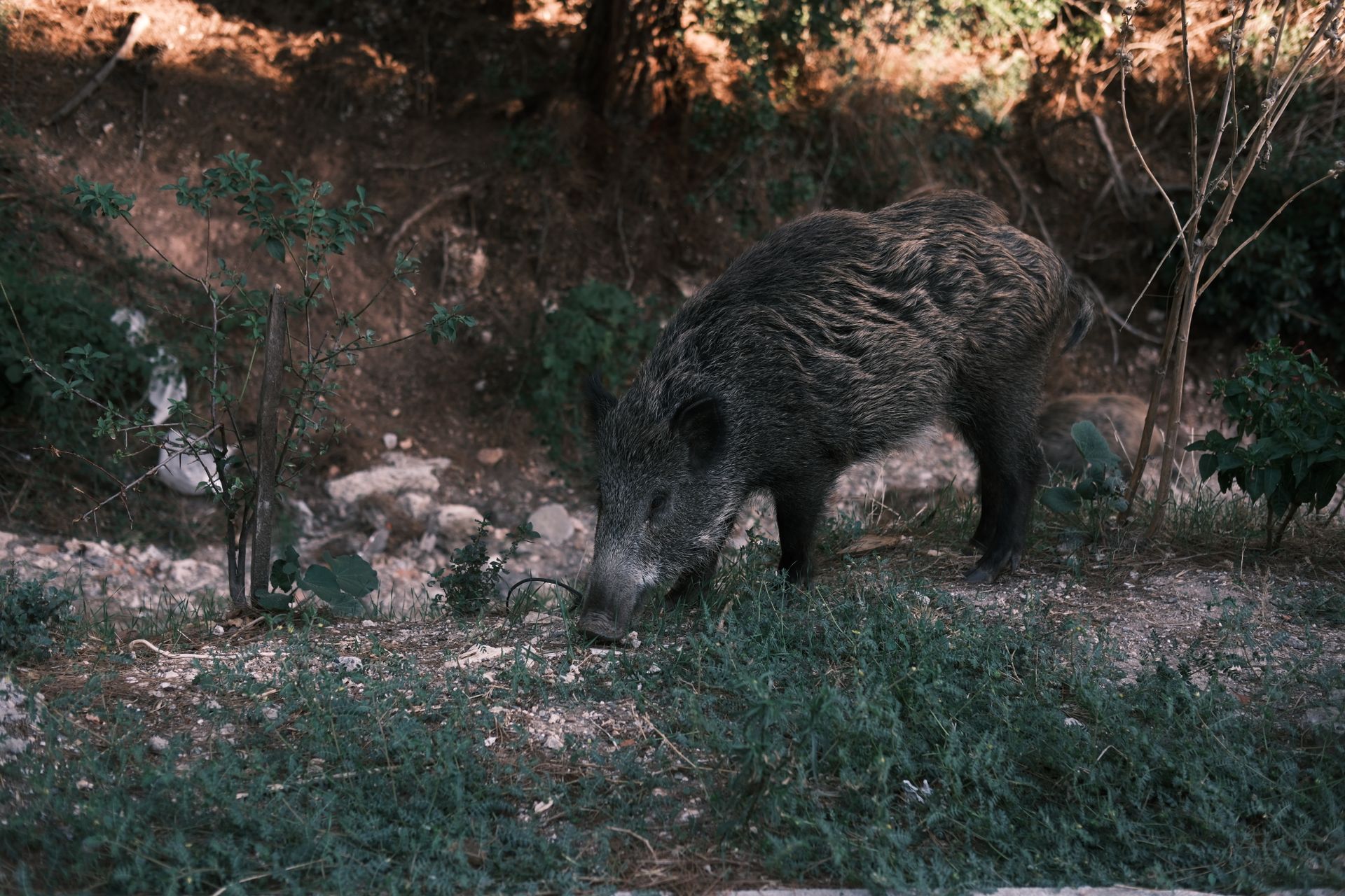 Wild Boar Grazing in İzmir Forest Setting
