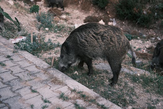 A wild boar explores the urban streets of Bornova, İzmir, Türkiye, showcasing urban wildlife.