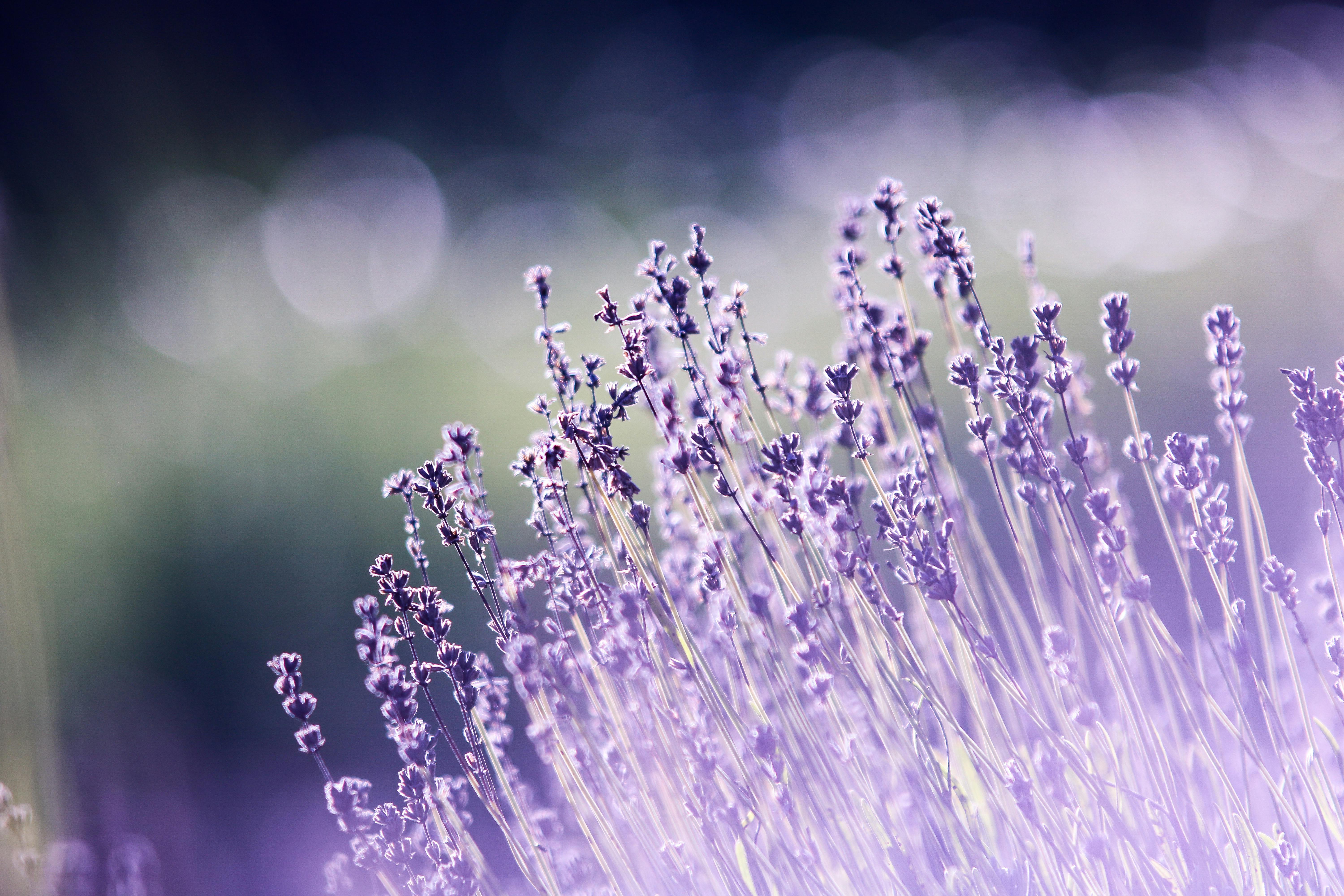 Lavender background  Purple aesthetic background Yellow aesthetic pastel Lavender  background plain