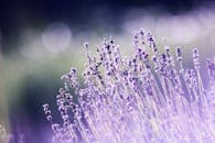 微距拍摄盛开的薰衣草花朵，散景效果梦幻，非常适合作为自然背景