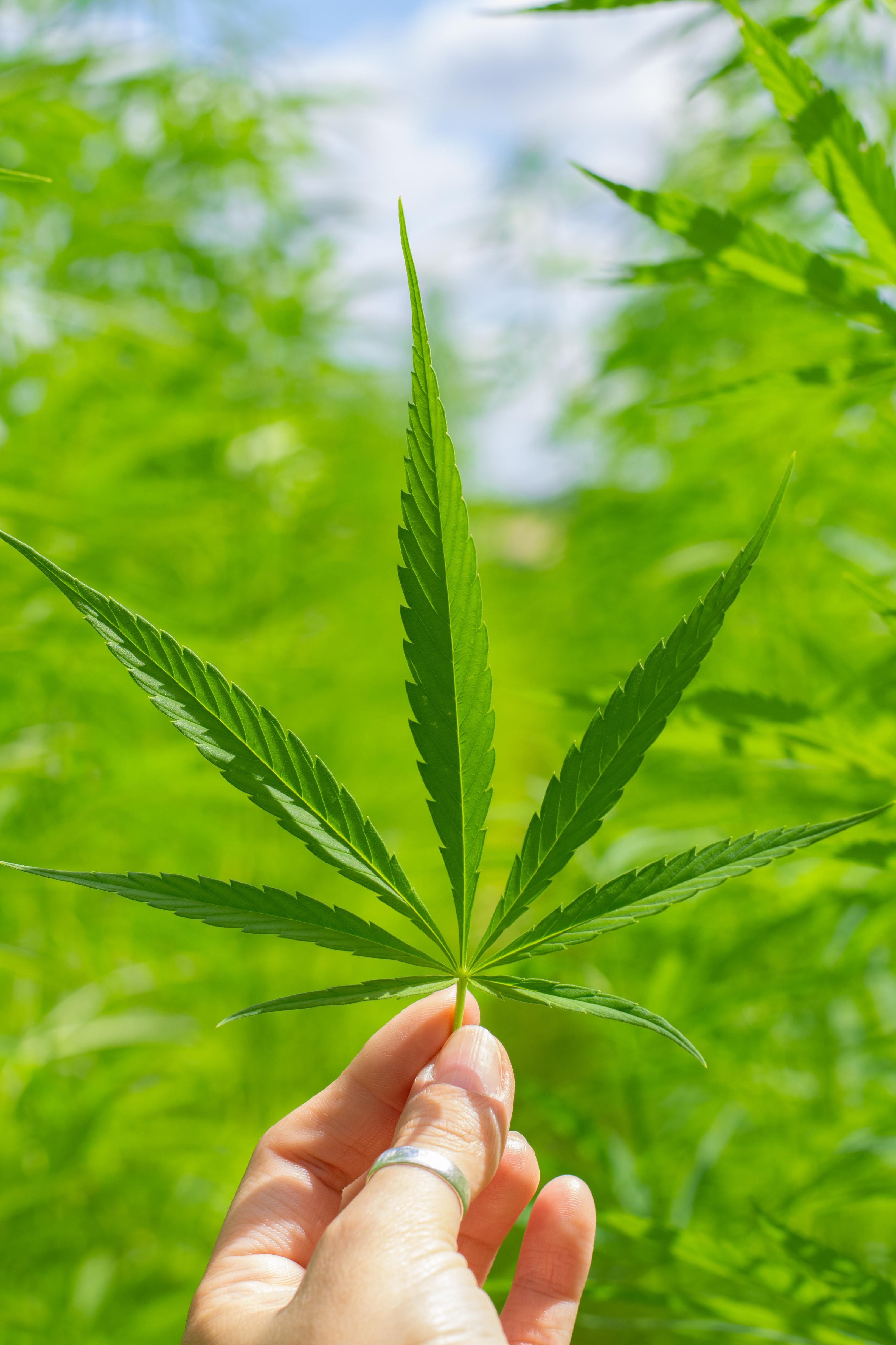 Main tenant délicatement une feuille de cannabis dans un champ ensoleillé