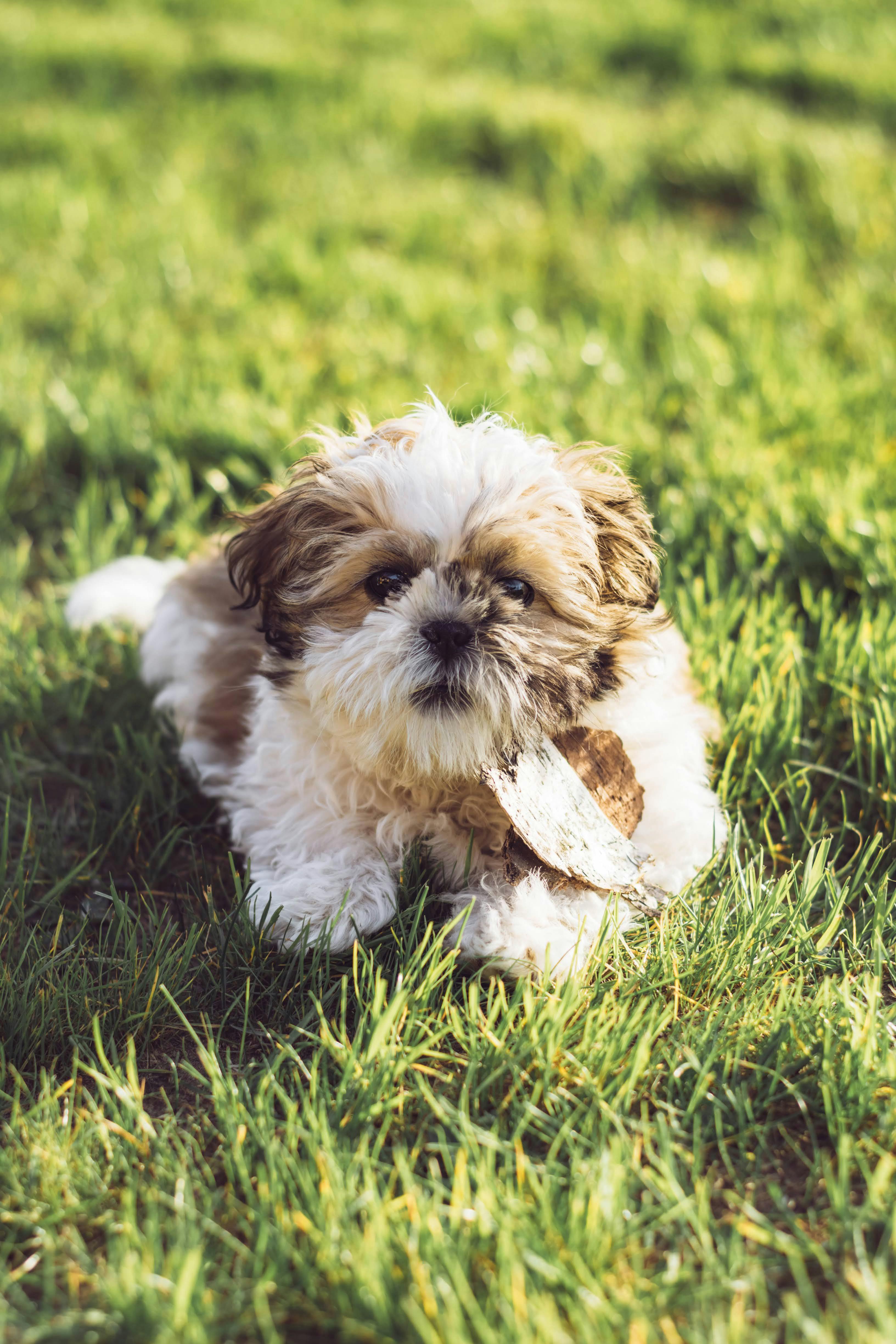 Shih Tzu