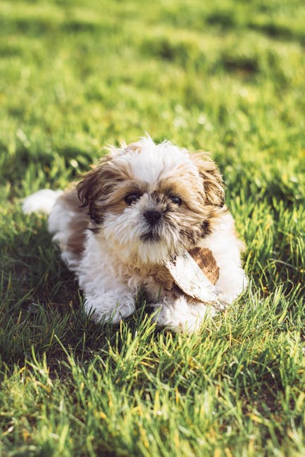 Shih Tzu - Toy Toy dog