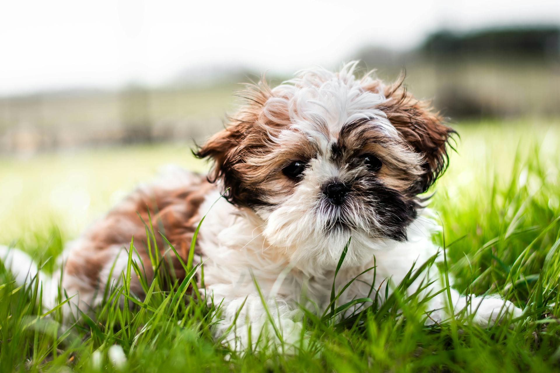 Söt Shih Tzu-valp som leker i gräset