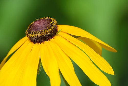 Free Detailed macro shot of a yellow Black-eyed Susan flower with a green background. Stock Photo