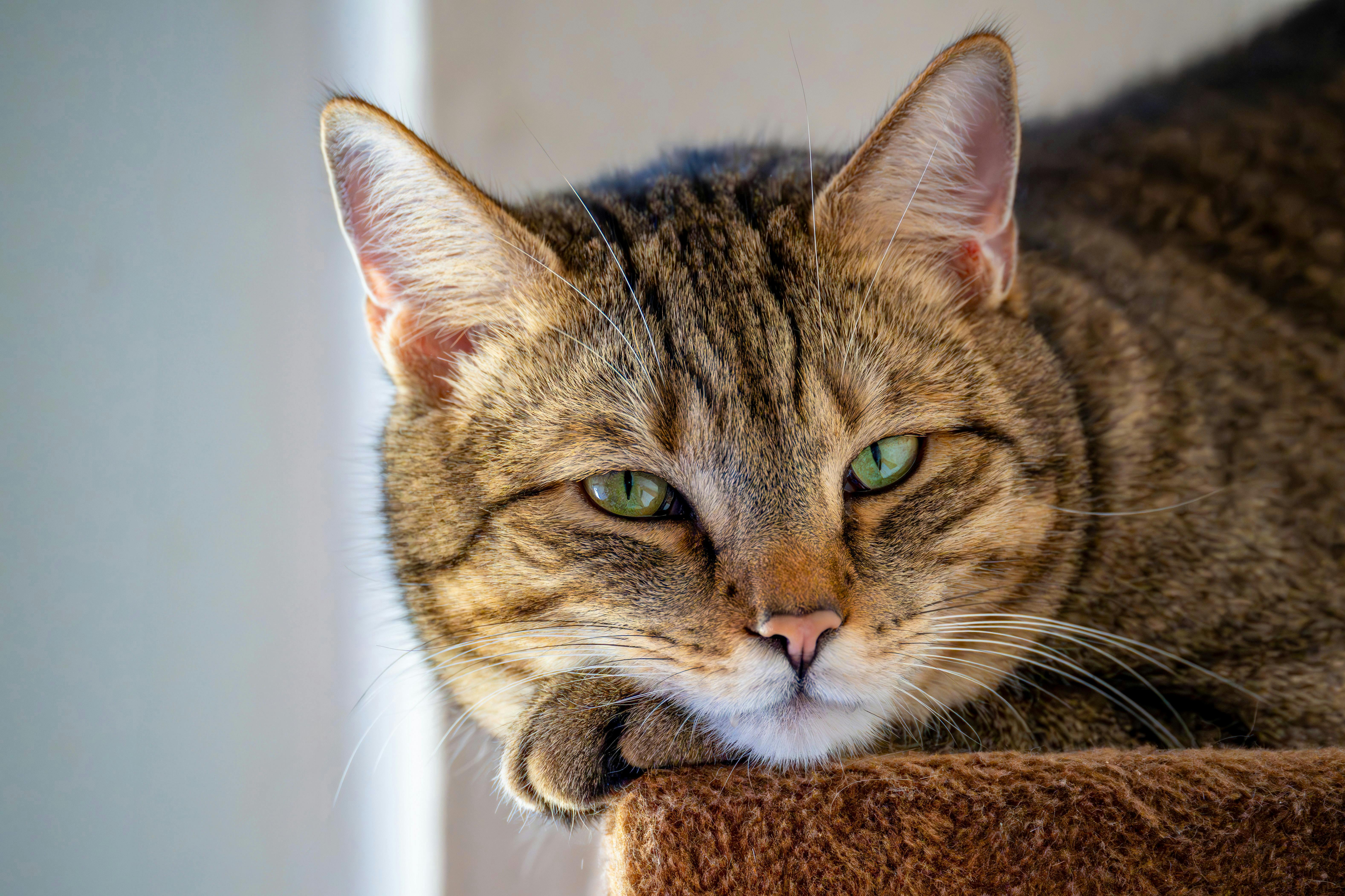 A close-up of a European Shorthair cat with green eyes, resting indoors with a relaxed expression.