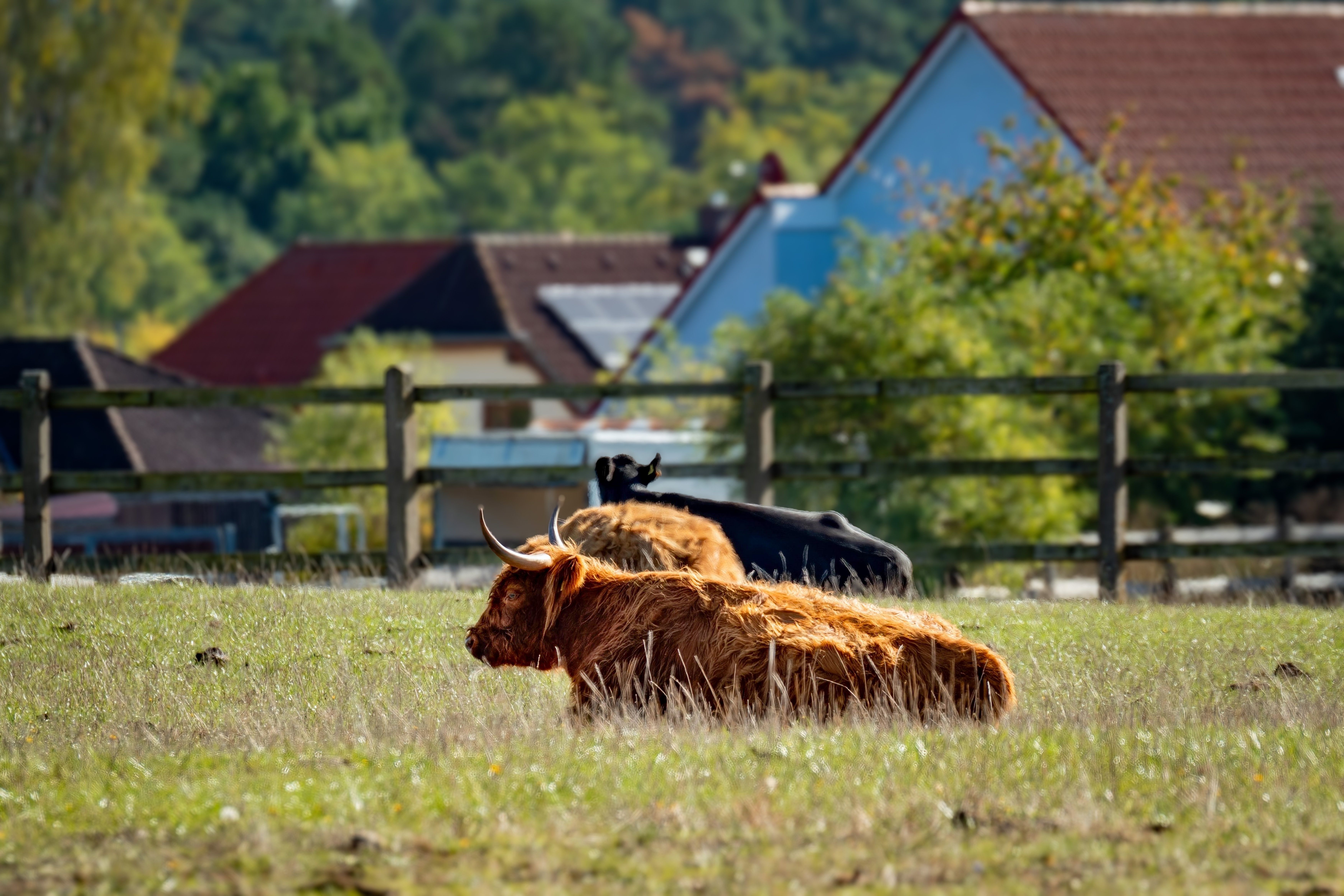 Highland Cattle Relaxing in Sunny Pasture · Free Stock Photo