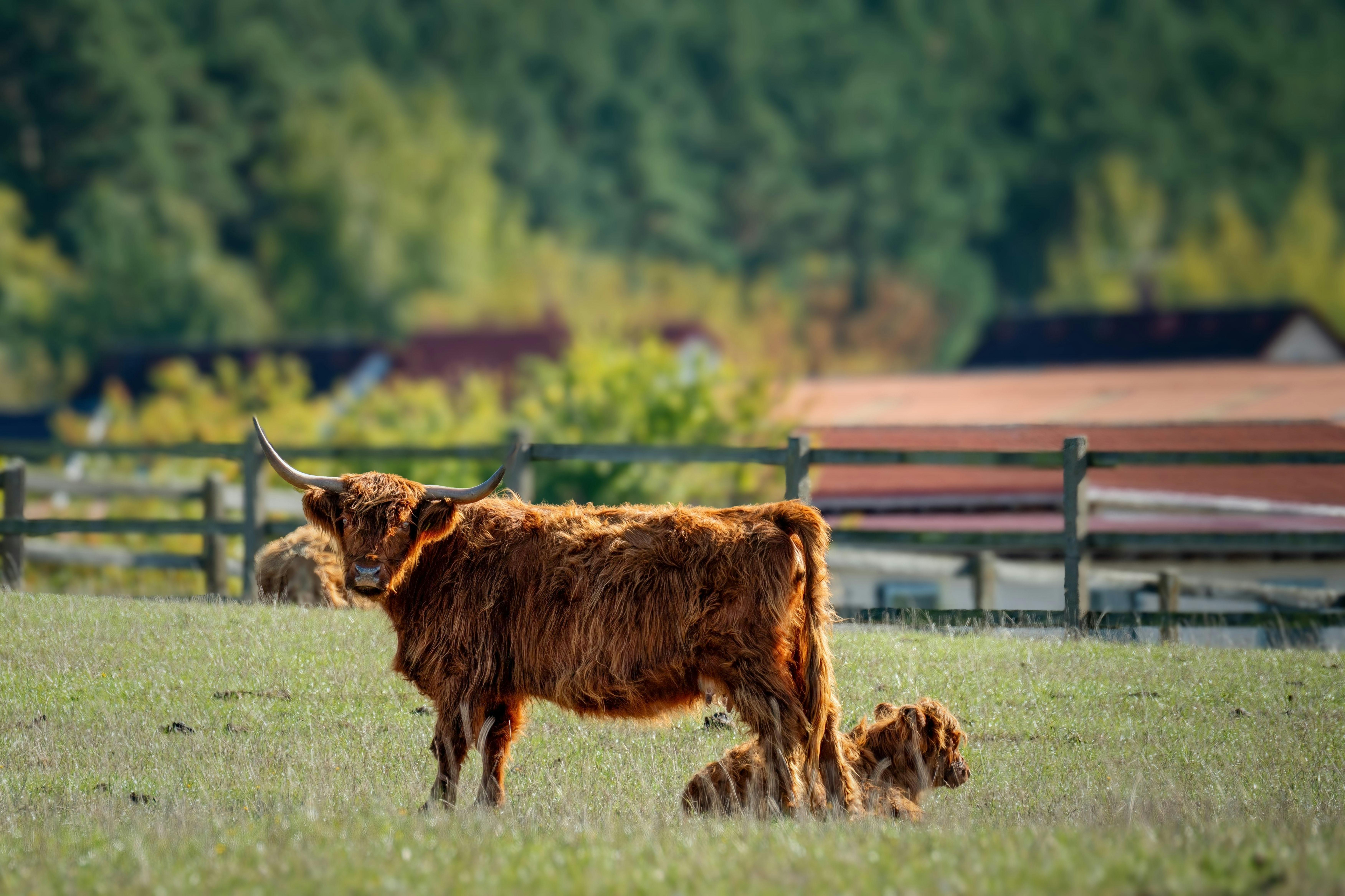 Gratuit Vache Et Veau Des Highlands écossais Dans Un Pâturage Photos