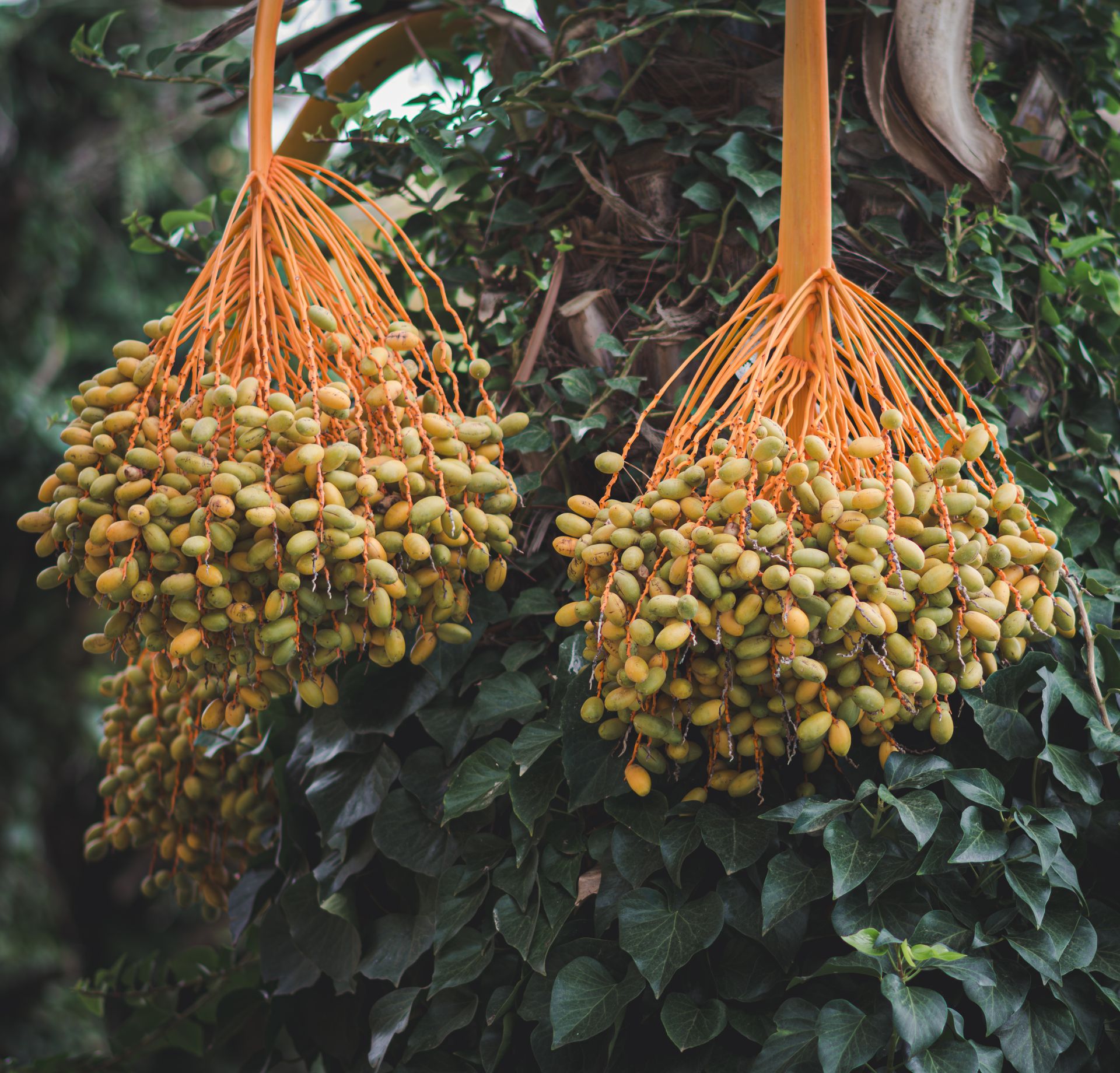Rich, ripe dates hanging from a palm tree in Tabarka, Tunisia.