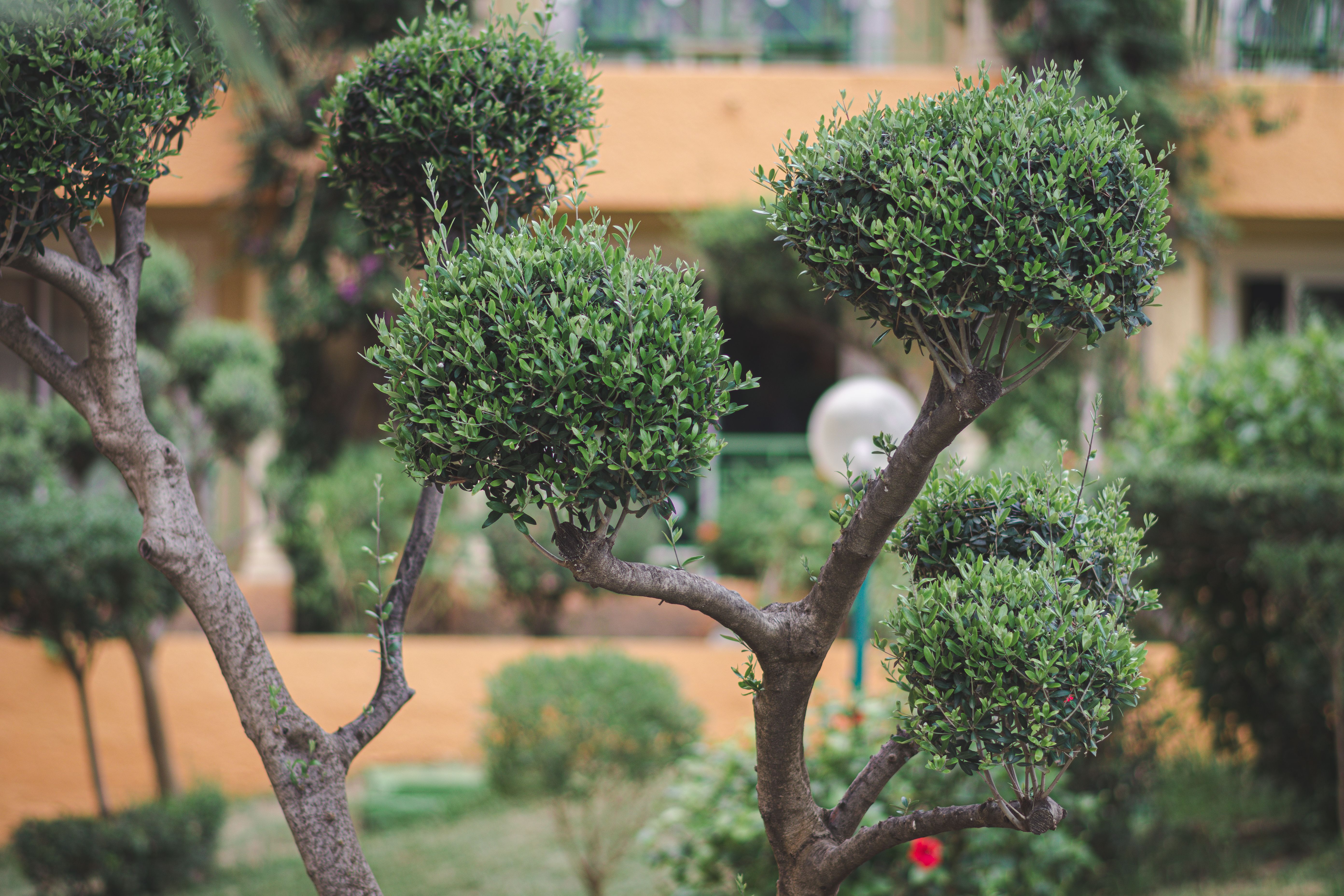 Professional pruning of ornamental shrubs in a formal garden — pruning smoke bush tree technique Surrey BC