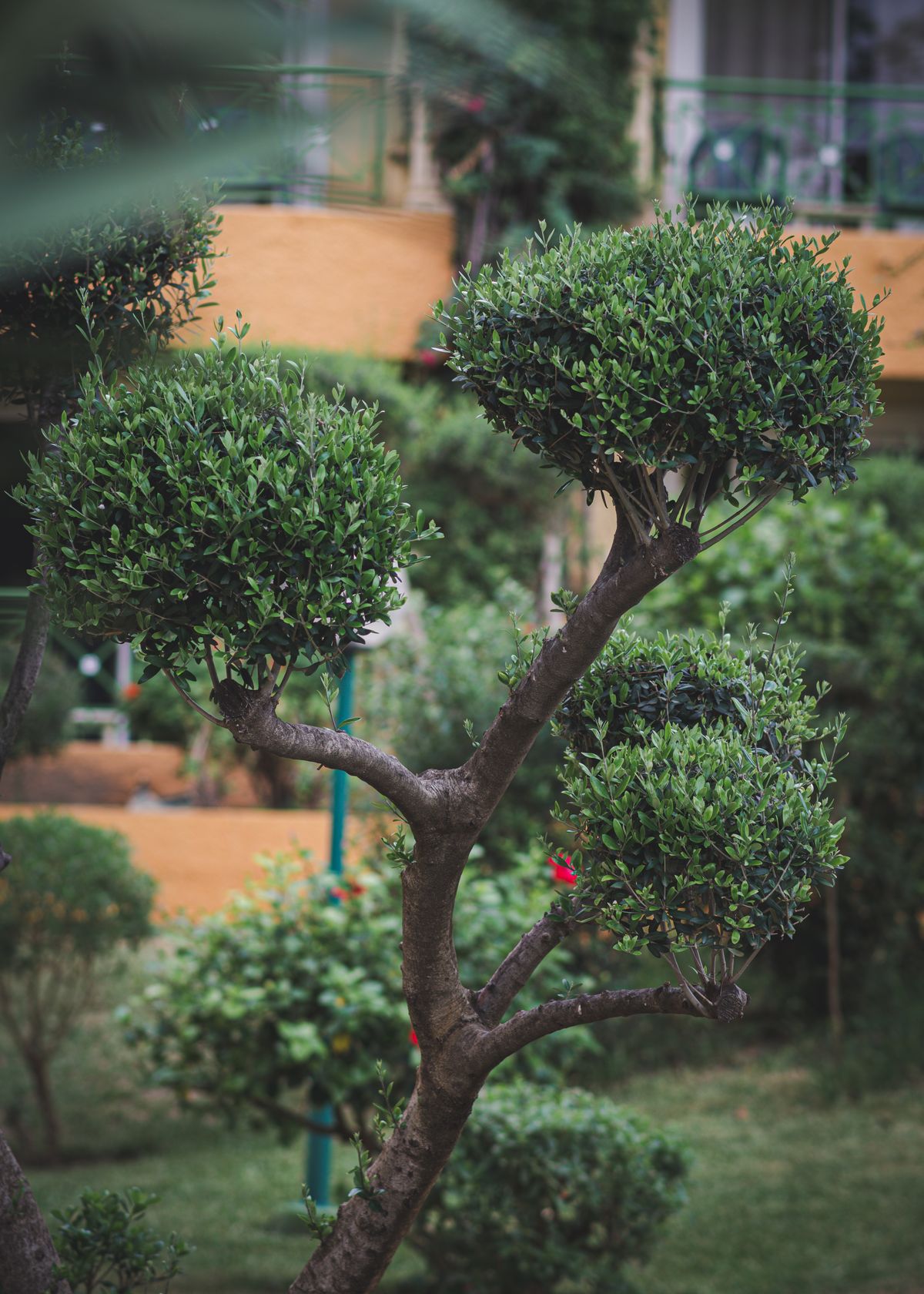 Serene Night Garden Path with Lush Foliage · Free Stock Photo