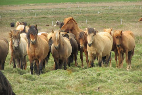 Foto d'estoc gratuïta de cavalls, cavalls islandesos